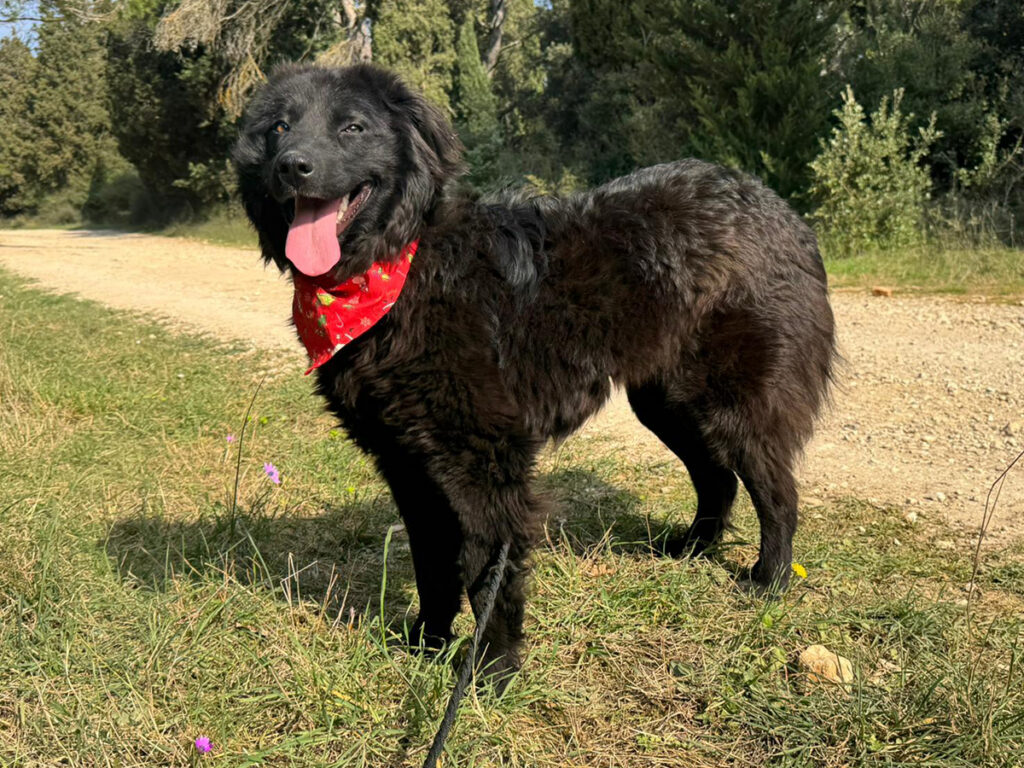 Rosalia