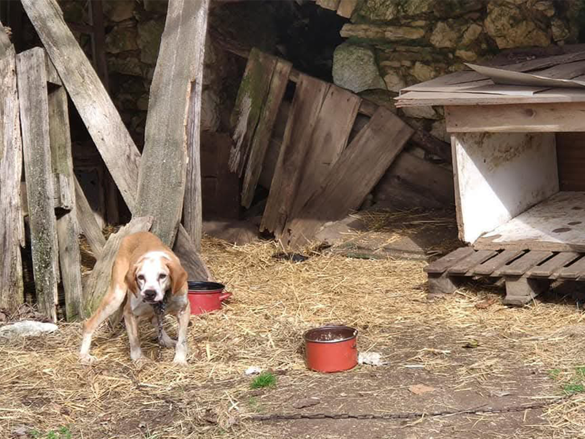 Zlostavljeni psi udruge Snoopy